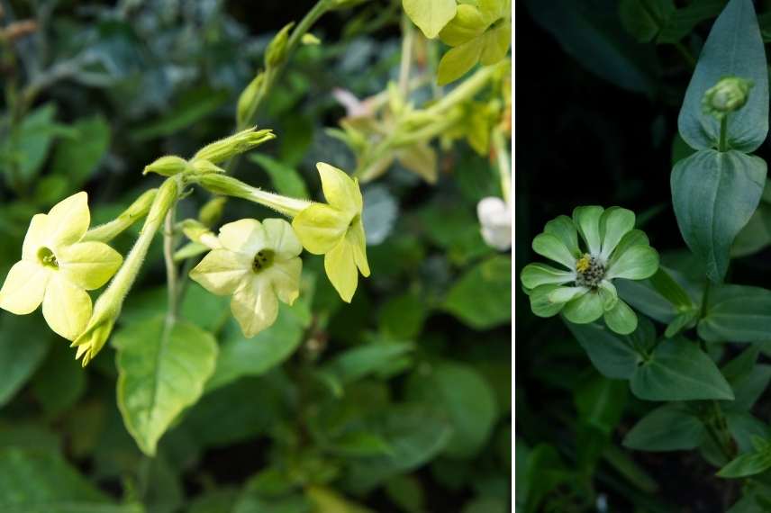 Fleurs vertes, floraisons vertes, inflorescences vertes, vegetal de couleur verte, plante à fleurs vertes, arbuste à fleurs vertes