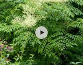 L'Aralia du Japon : un arbre beau toute l'année !