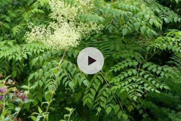 L'Aralia du Japon : un arbre beau toute l'année !