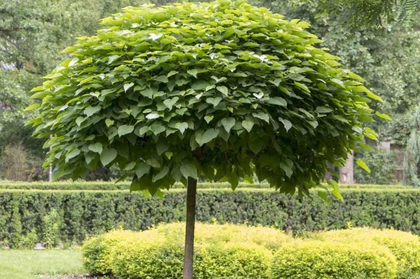 Le catalpa forme un véritable parasol 