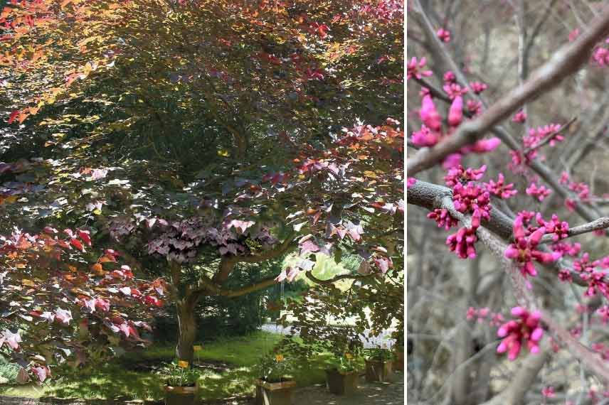 l'Arbre de Judée pourpre 