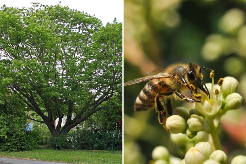 l'Arbre à miel prend un port étalé et fait une ombre dense