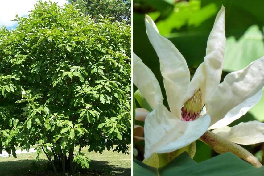 Magnolia parasol