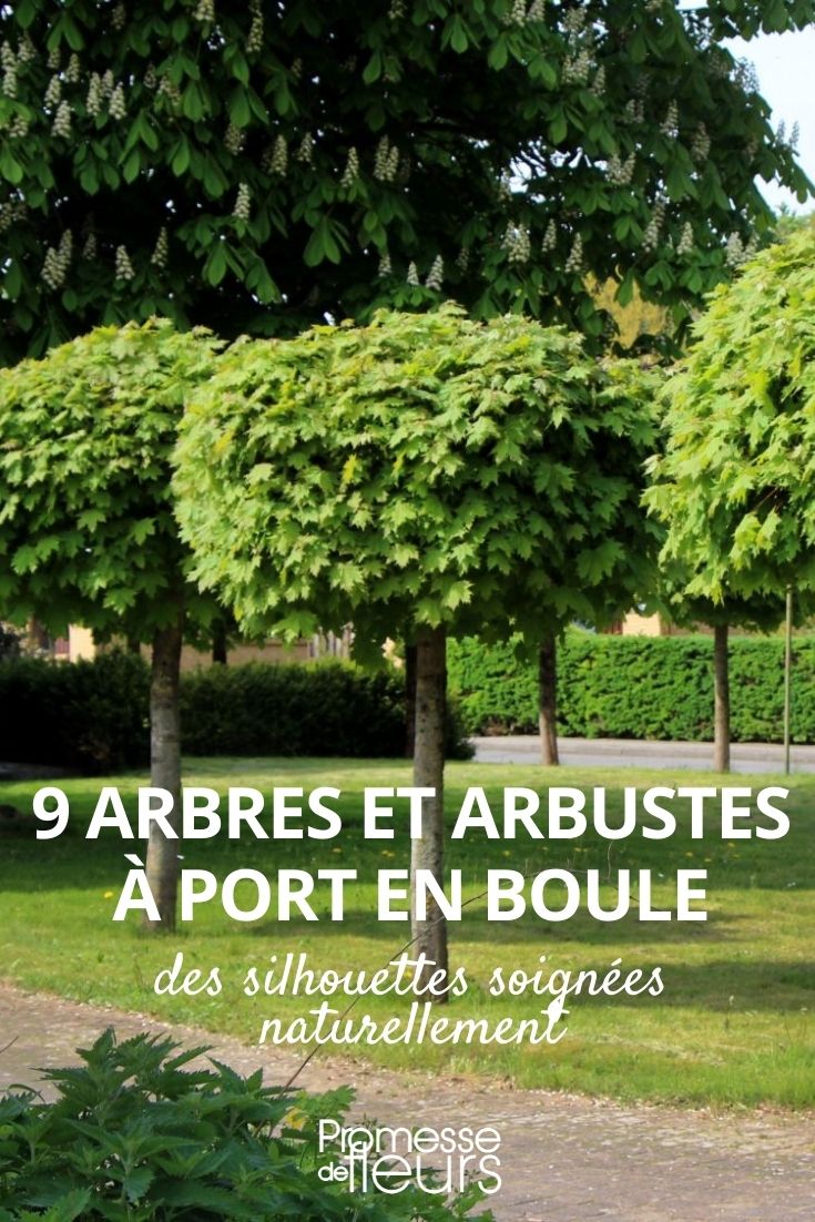 arbres arbustes port boule