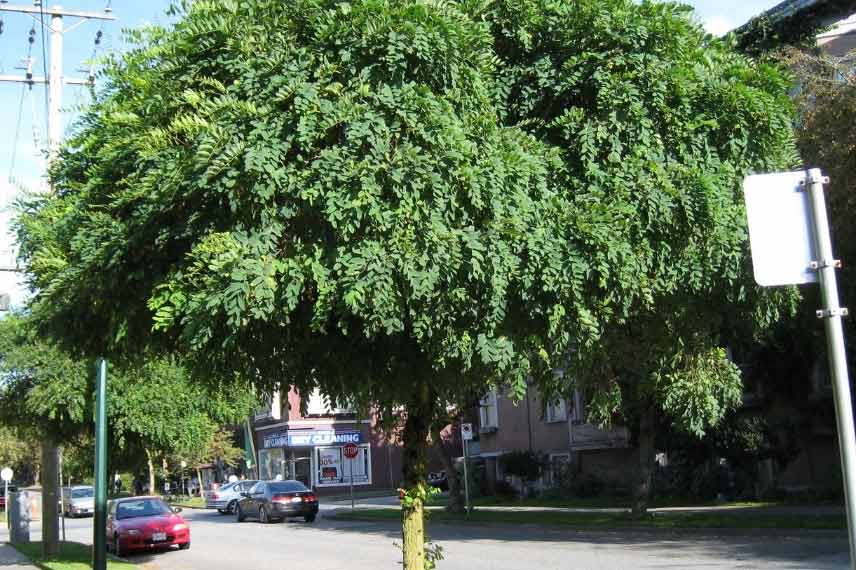 Acacia boule