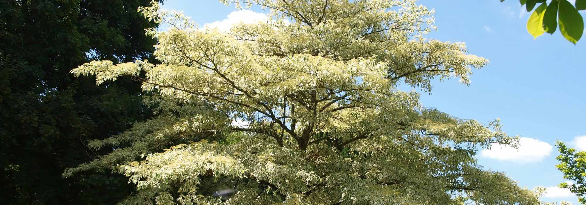 7 arbres et arbustes à port étagé