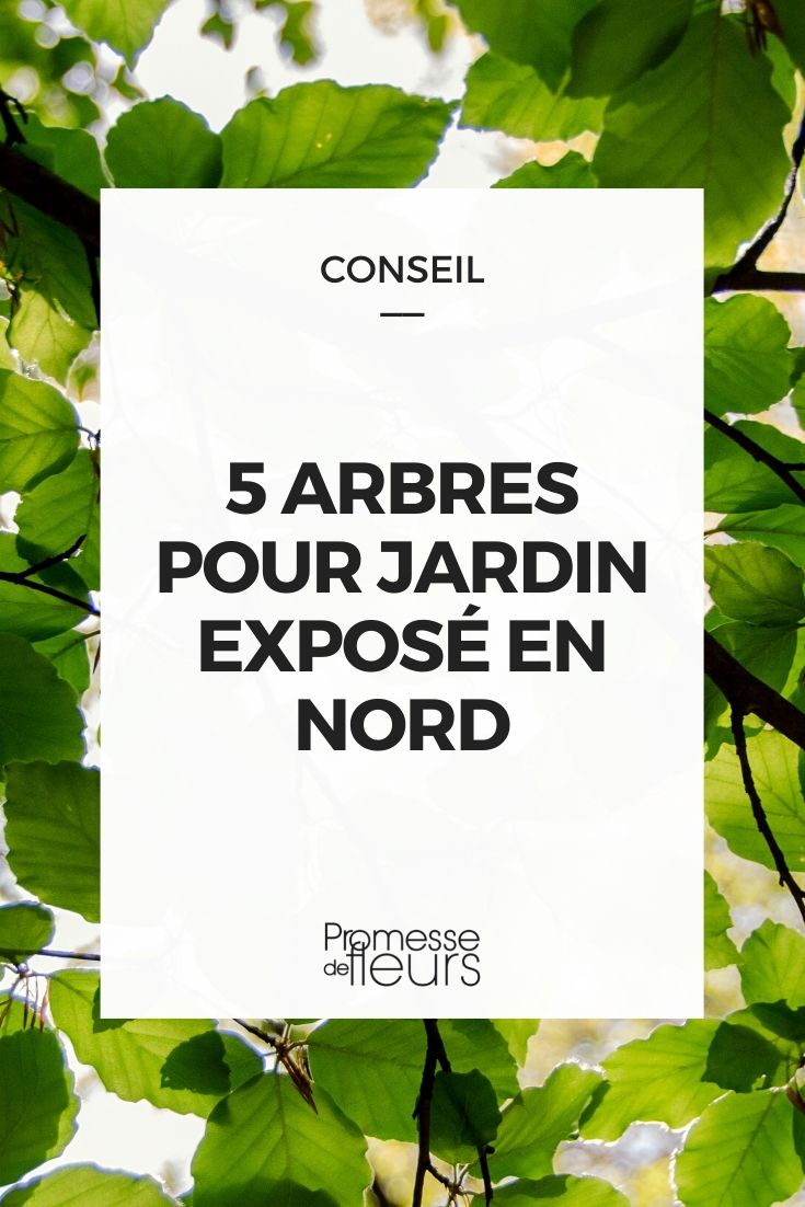 arbres pour jardin nord