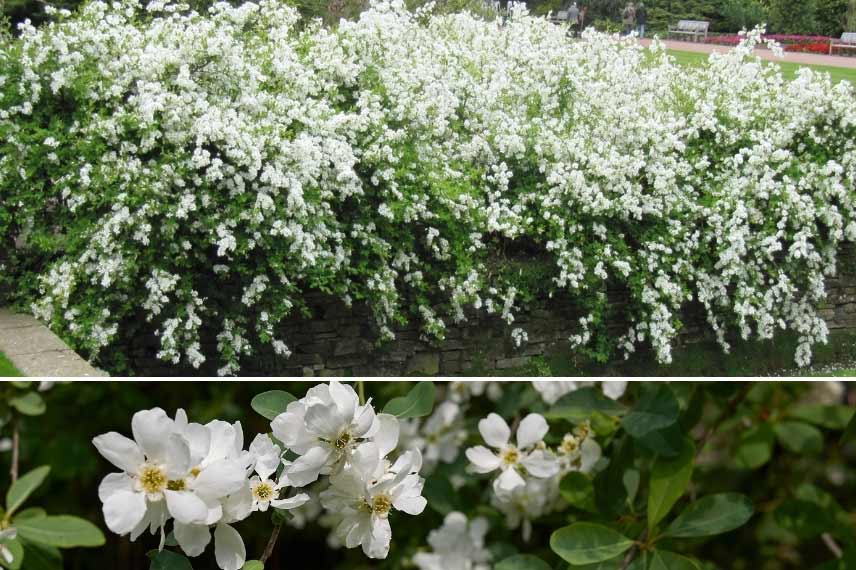 Exochorda à port pleureur