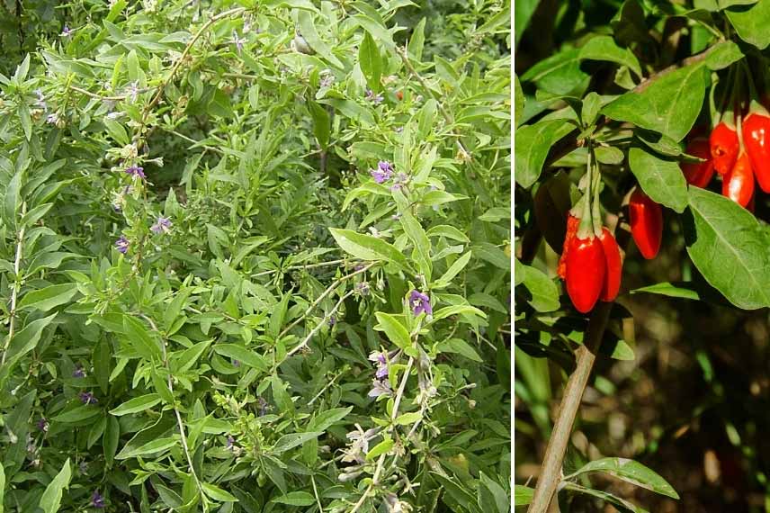 Goji à port pleureur