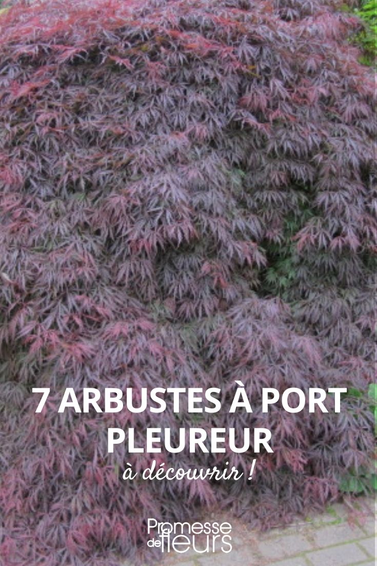 arbustes port pleureur