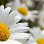 Associer les leucanthemums