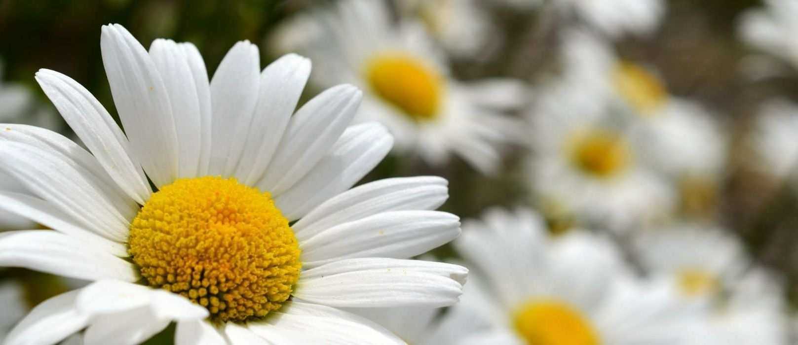 Associer les leucanthemums