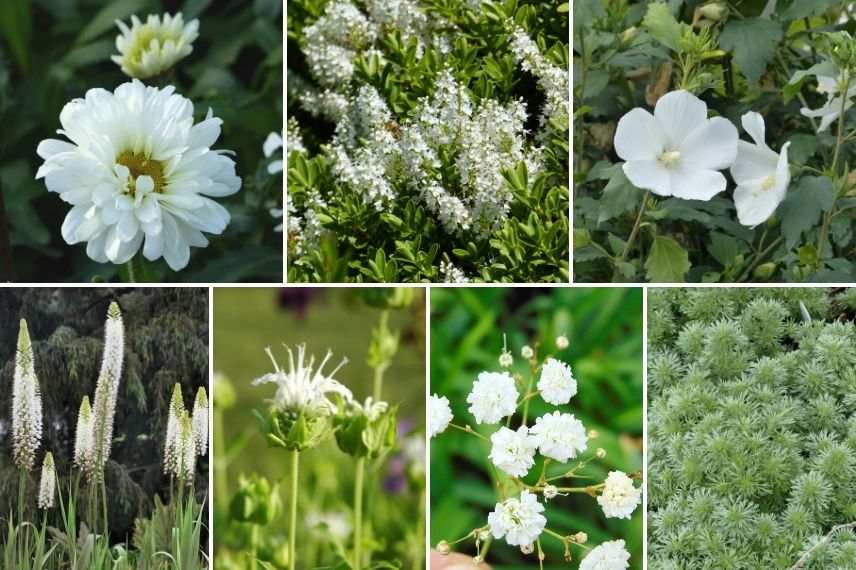 associer marguerite blanche jardin monochrome