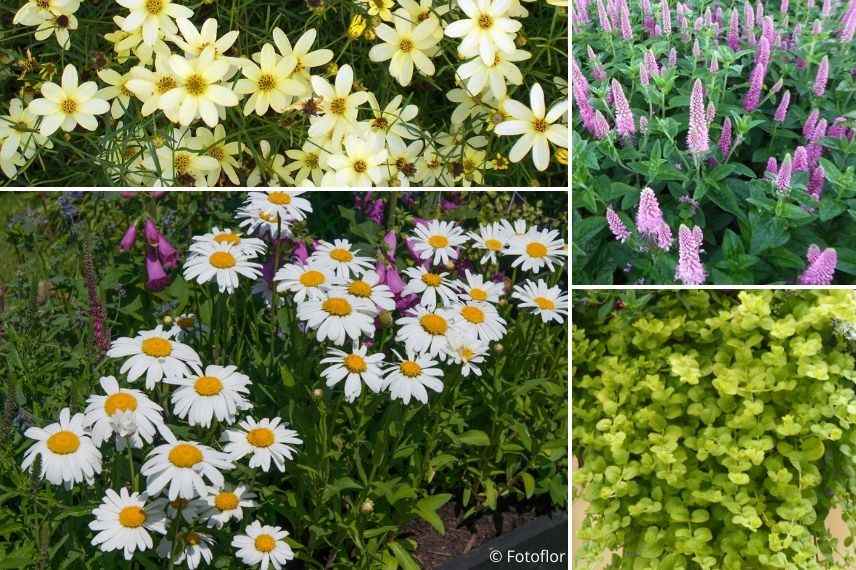 associer marguerite en pot, leucanthemum en bac