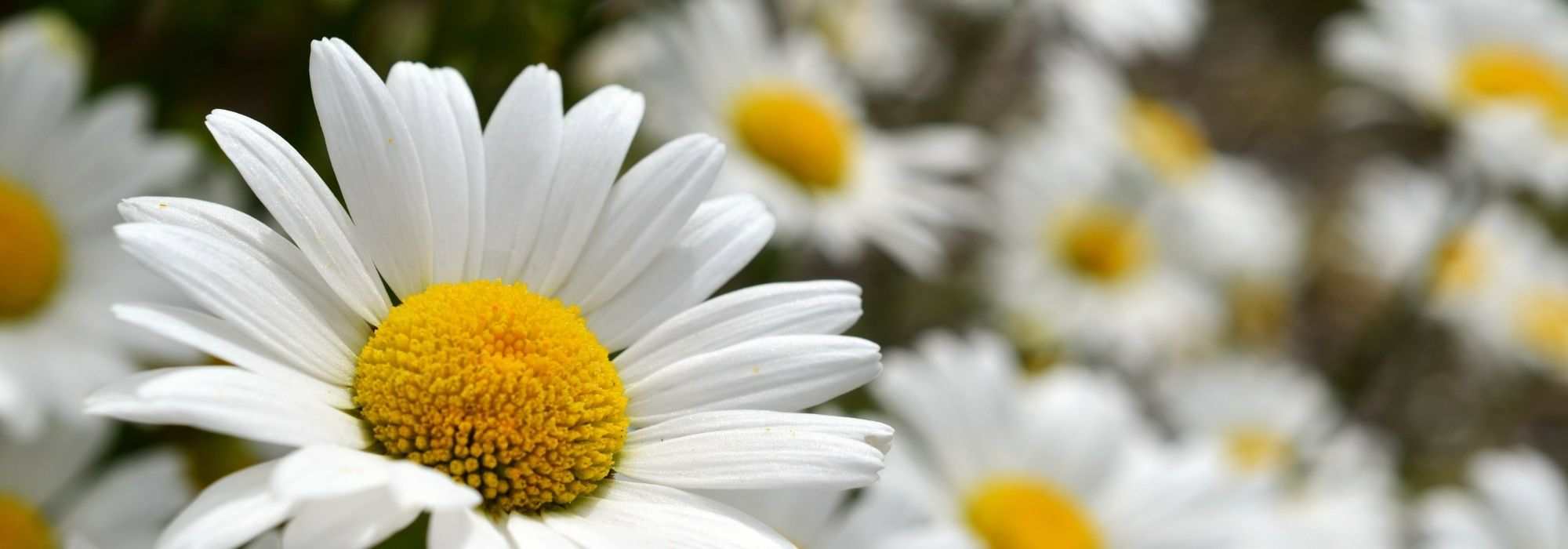 Associer les leucanthemums