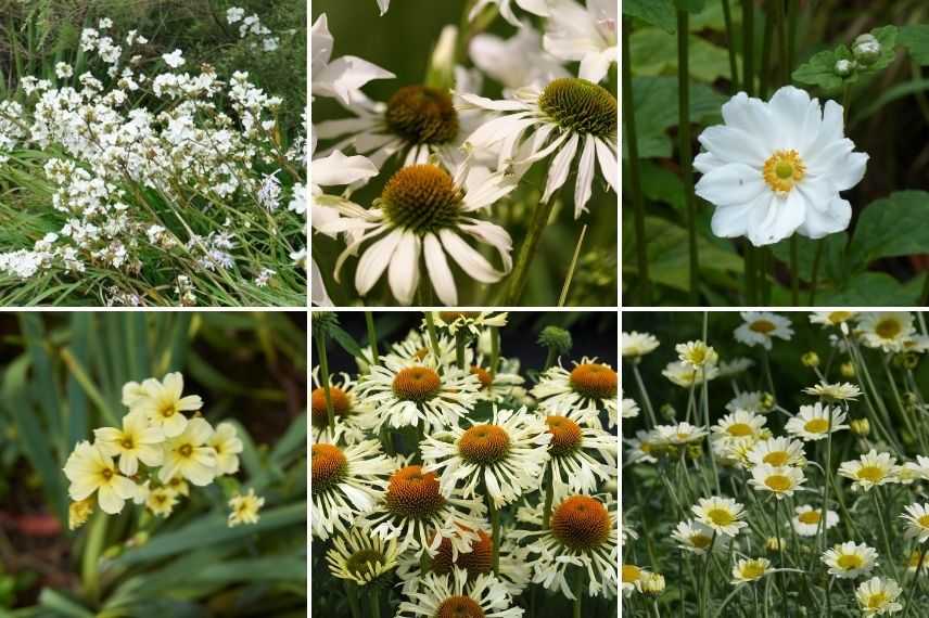 association libertia jardin blanc