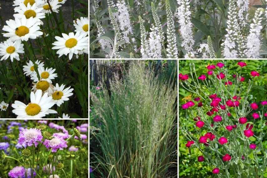 associer Calamagrostis dans jardin naturel