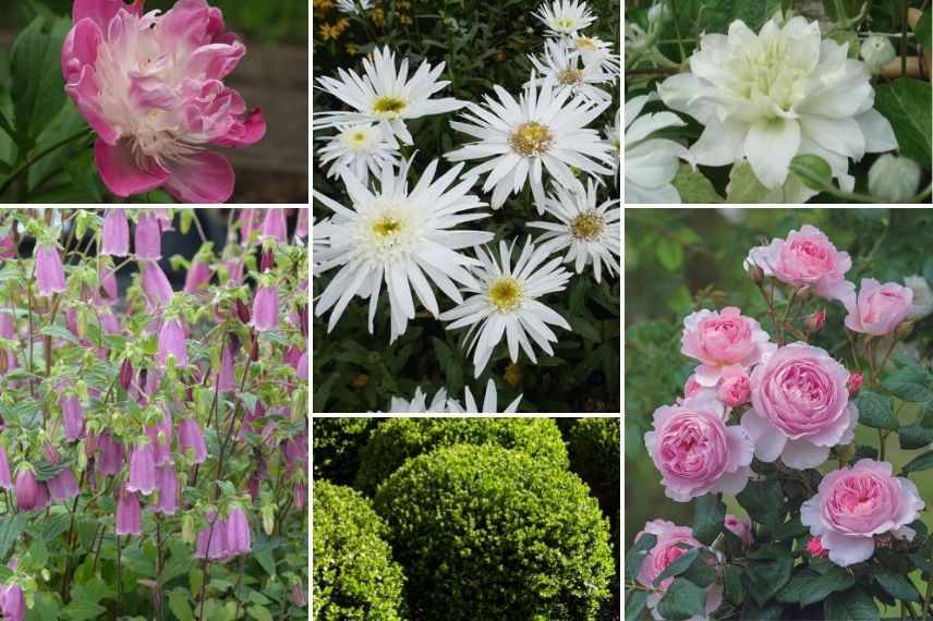 associer marguerite jardin romantique