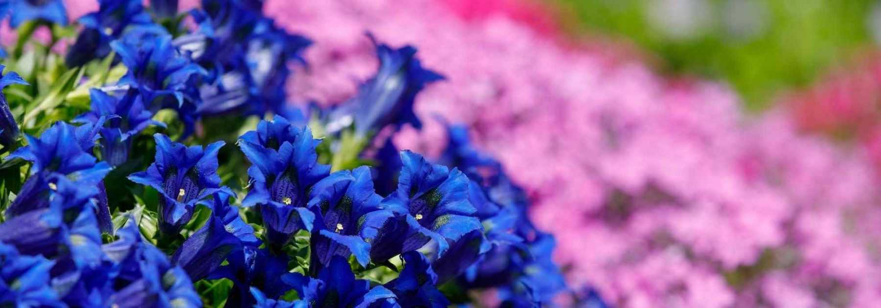 Associer les gentianes au jardin