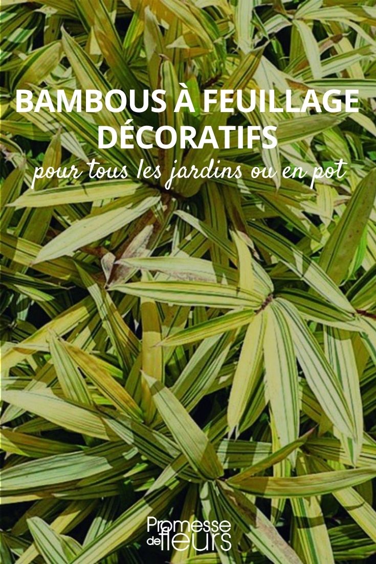 bambou feuillage décoratif