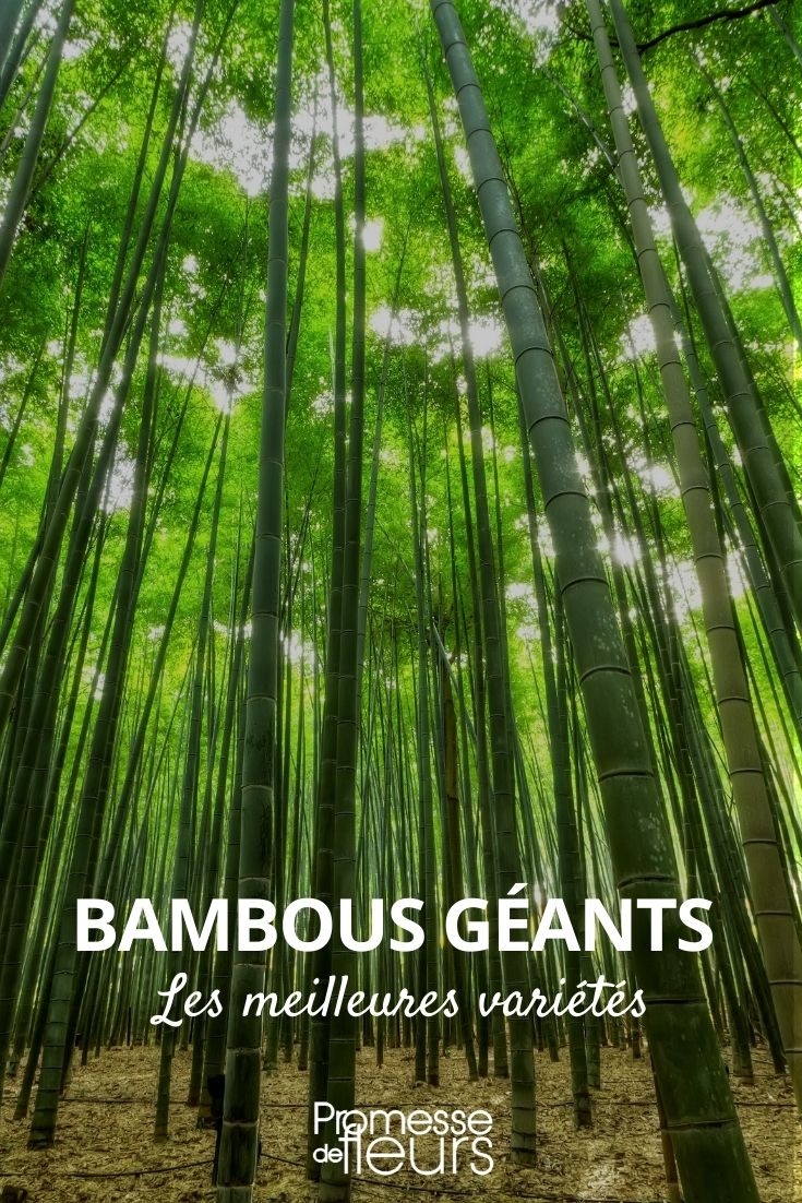 Dendrocalamus Giganteus: Un Bambou Géant Non Traçant ! - Bambou en