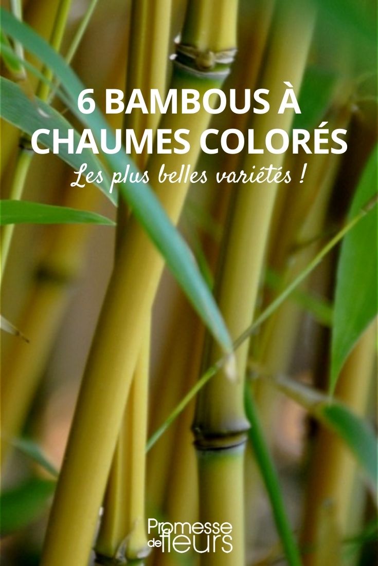 bambous chaumes colorés