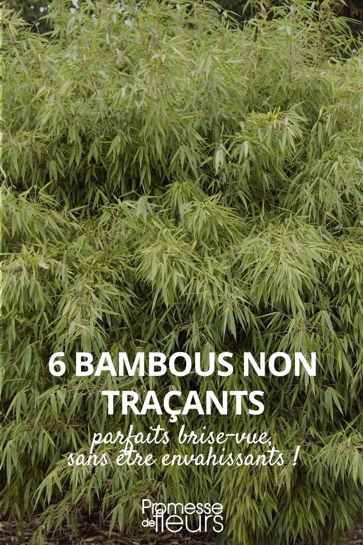 bambous non traçants