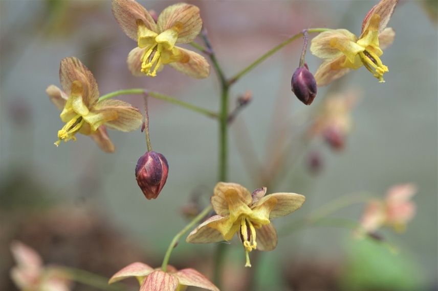 fleur des elfes pourpre, épimédium feuillage brun chocolat