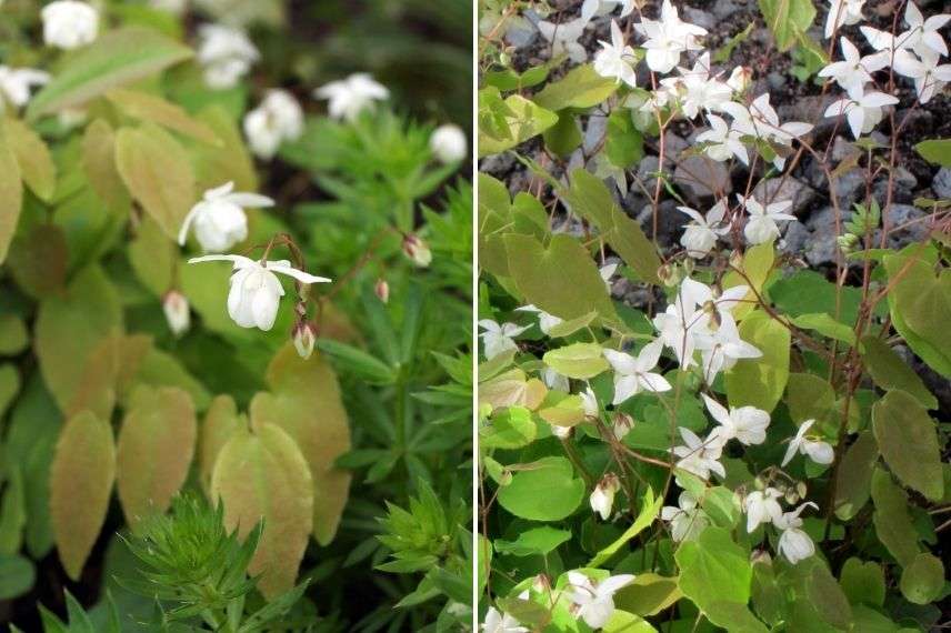 épimédium à fleurs blanches, fleur des elfes blanche