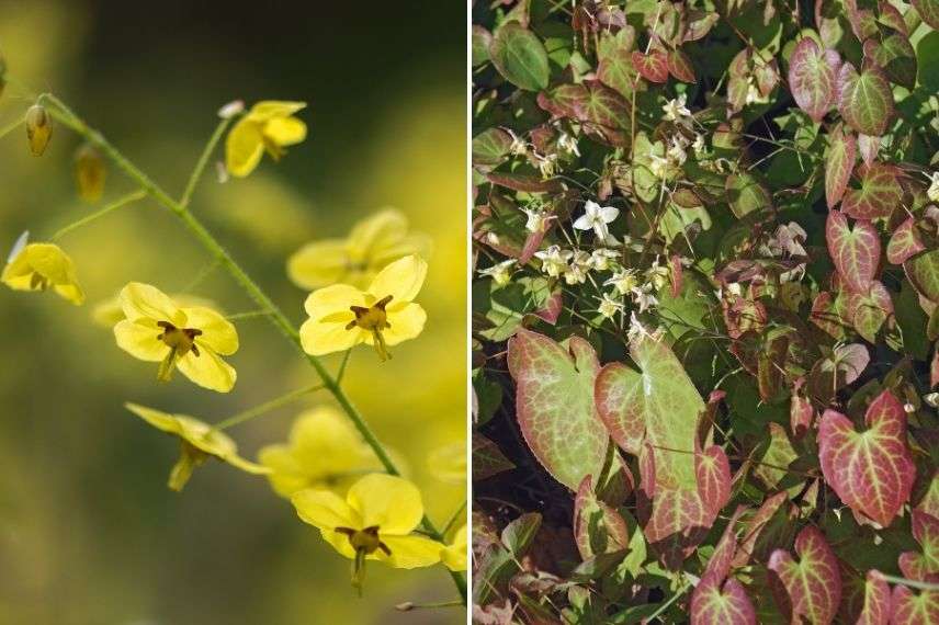 épimédium à fleurs jaunes, fleur des elfes jaune