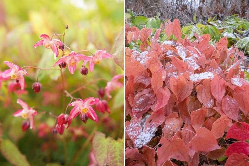 épimédium à fleurs rouges, fleur des elfes rouge