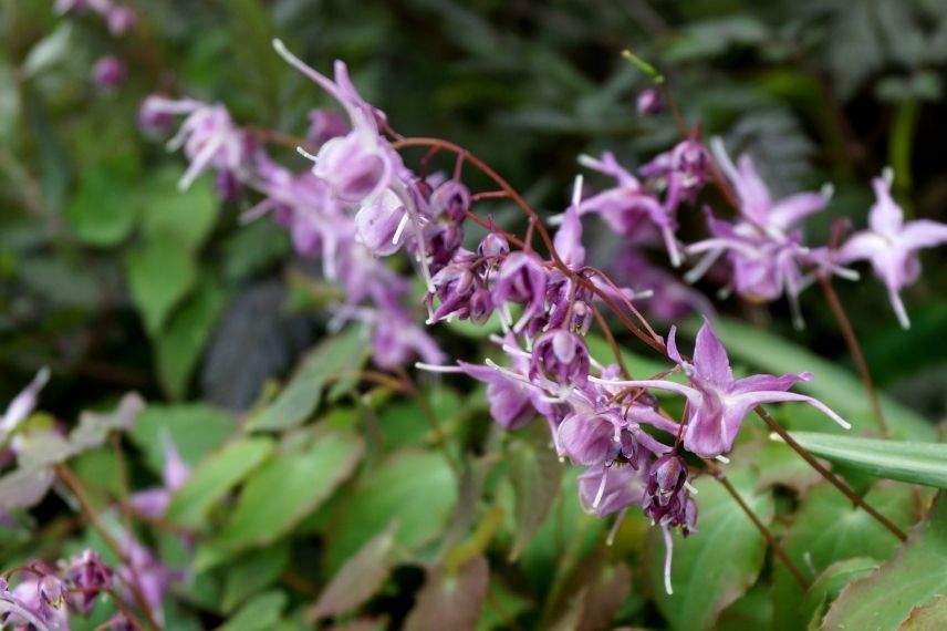 épimédium à fleurs violettes, fleur des elfes violette