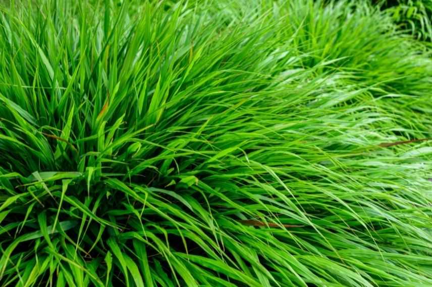 hakonechloa feuillage vert, plus belle herbe du japon