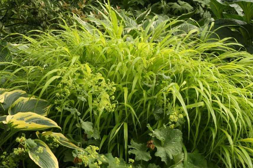 hakonechloa variété dorée, plus belle herbe du japon