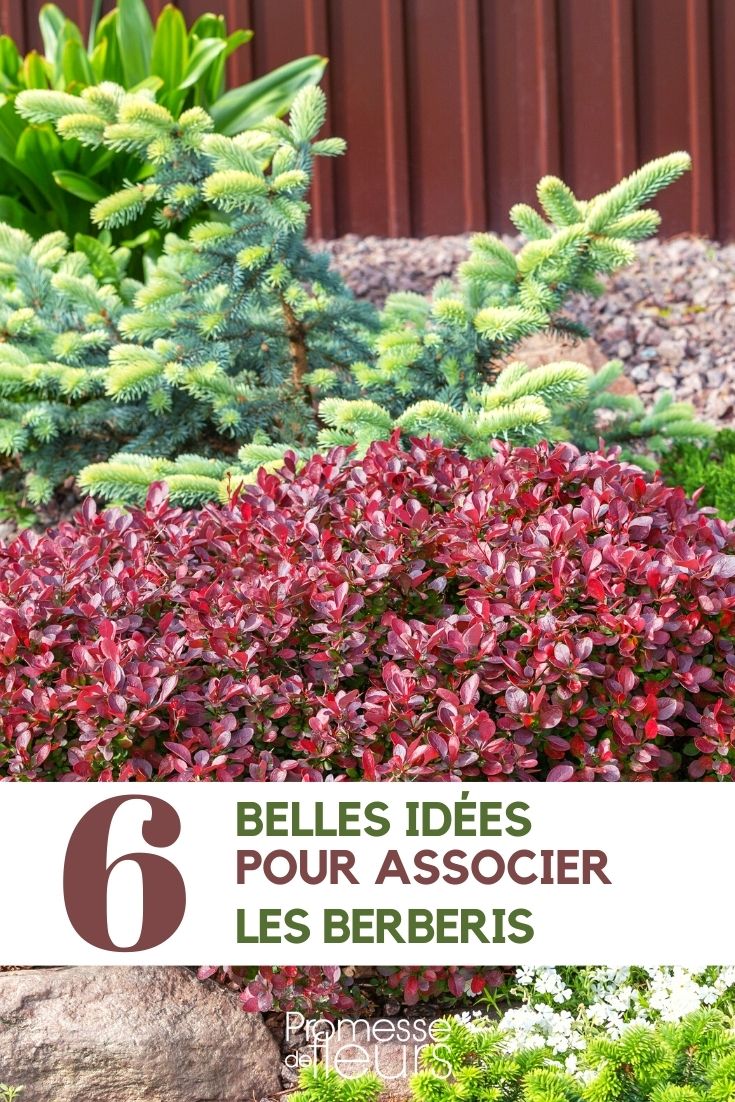 berberis-associer