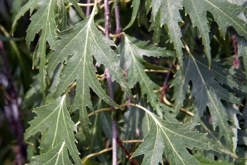 bouleau à feuilles découpées, bouleau feuille laciniée