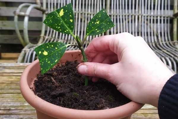 Comment bouturer un aucuba ?