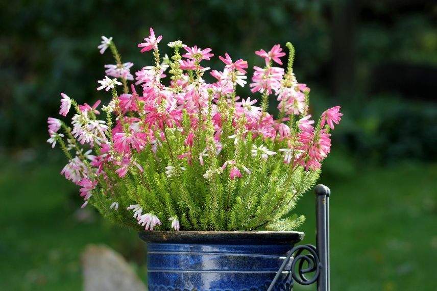 planter une bruyère arbustive en pot