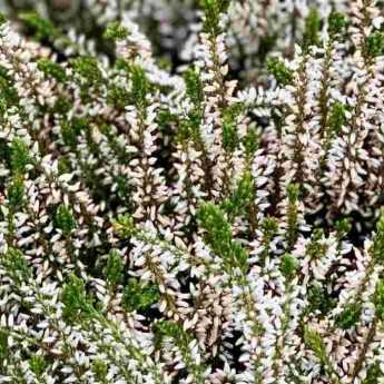 Bruyères d’hiver : les 4 plus belles variétés blanches