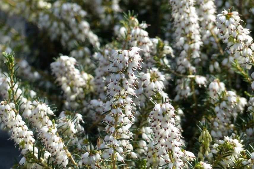 bruyère d'hiver floraison blanche argentée