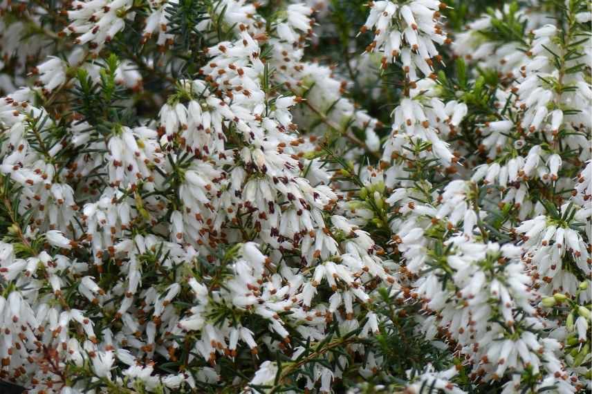 bruyère d'hiver couvre-sol fleur blanche