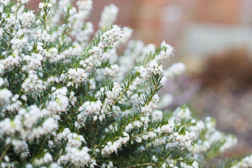 bruyère d'hiver longue floraison blanche