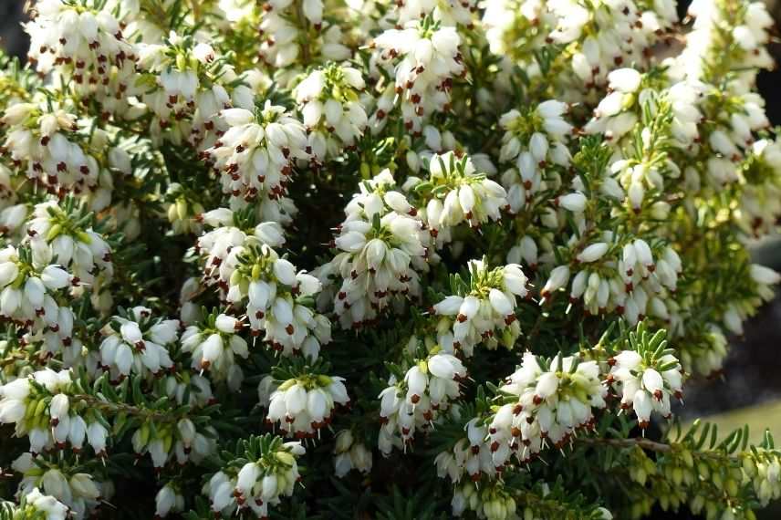 bruyère d'hiver blanche