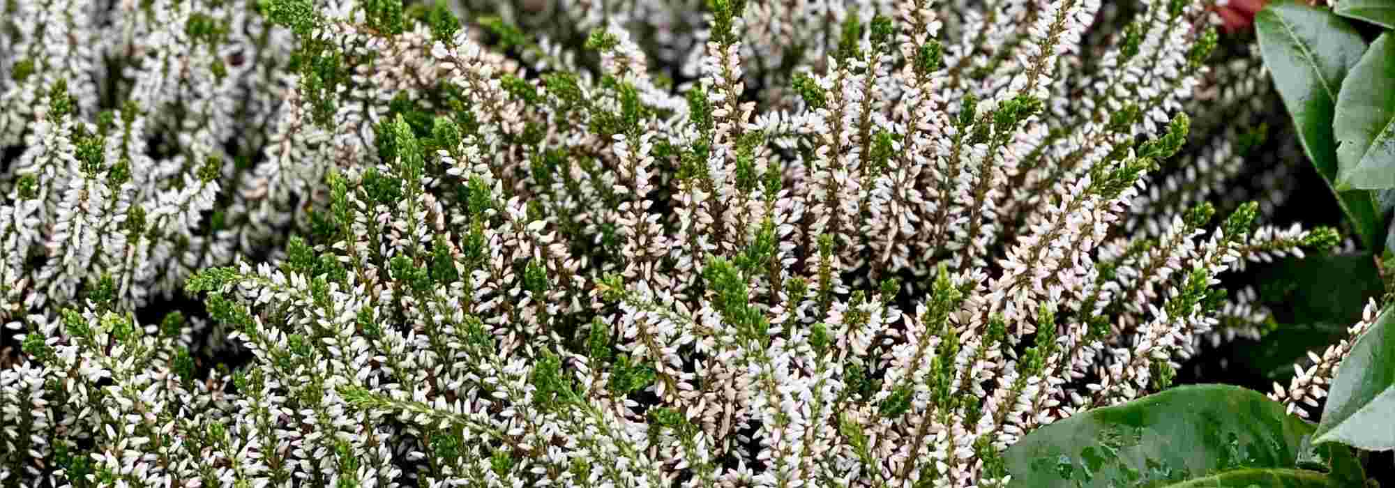 Bruyères d’hiver : les 4 plus belles variétés blanches