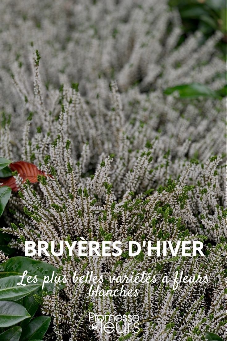 bruyère d'hiver fleurs blanches