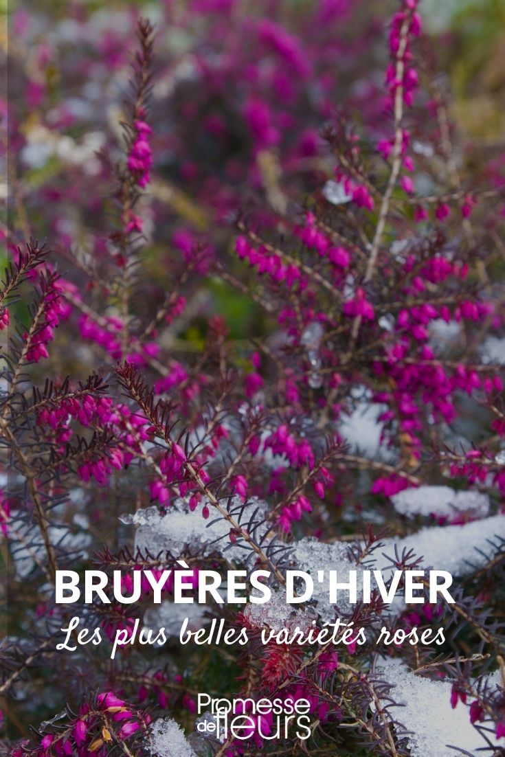 bruyère d'hiver roses