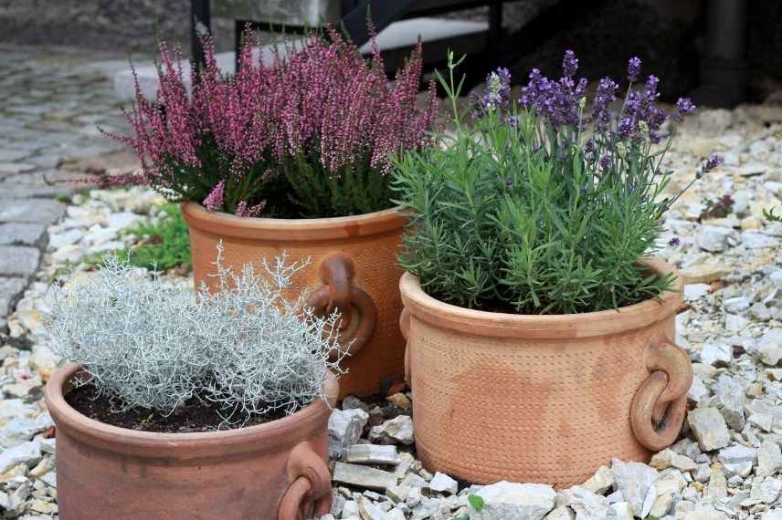 bruyère grosse potée, bruyère grand pot