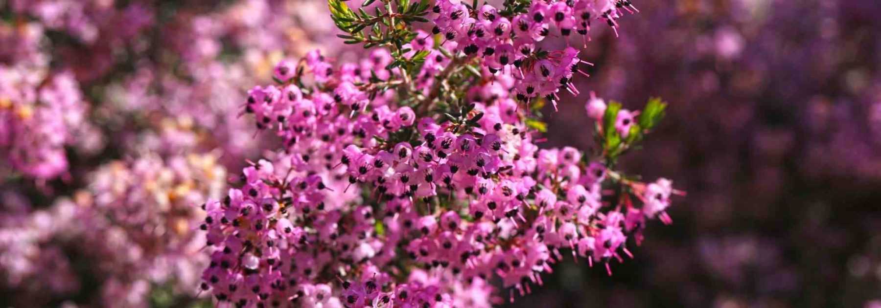 Tout connaitre de la bruyère d'hiver , une plante vivace parfaite -   - Spécialiste des plantes de jardin