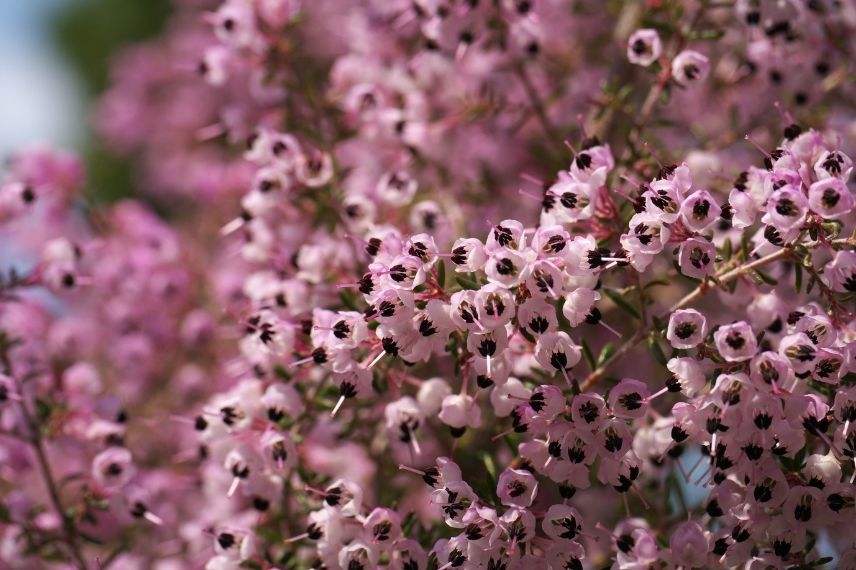 bruyère de noël à fleurs rose pastel