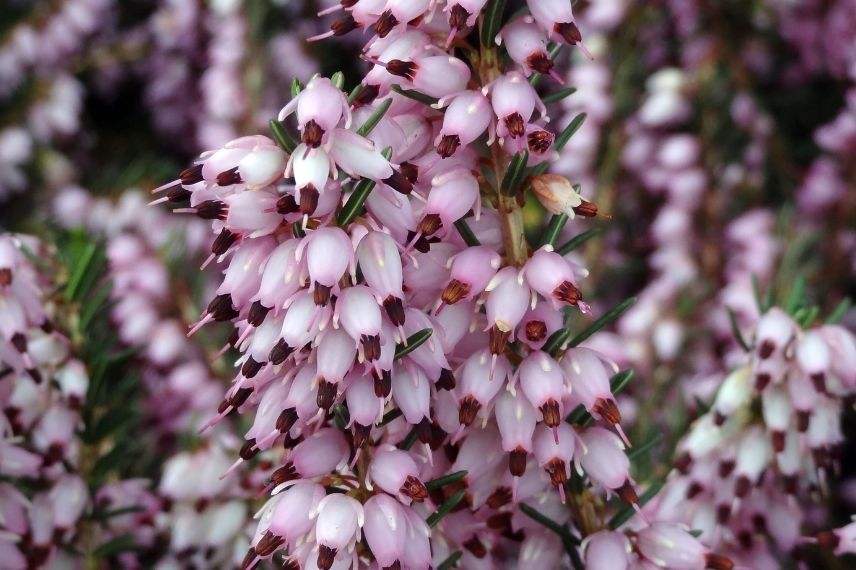 bruyère d'hiver à fleur rose mauve